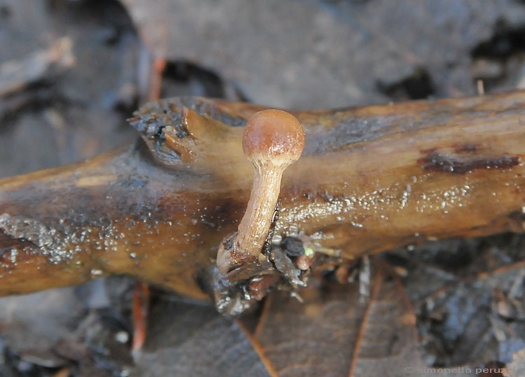 Tubaria pellucida del Chianti